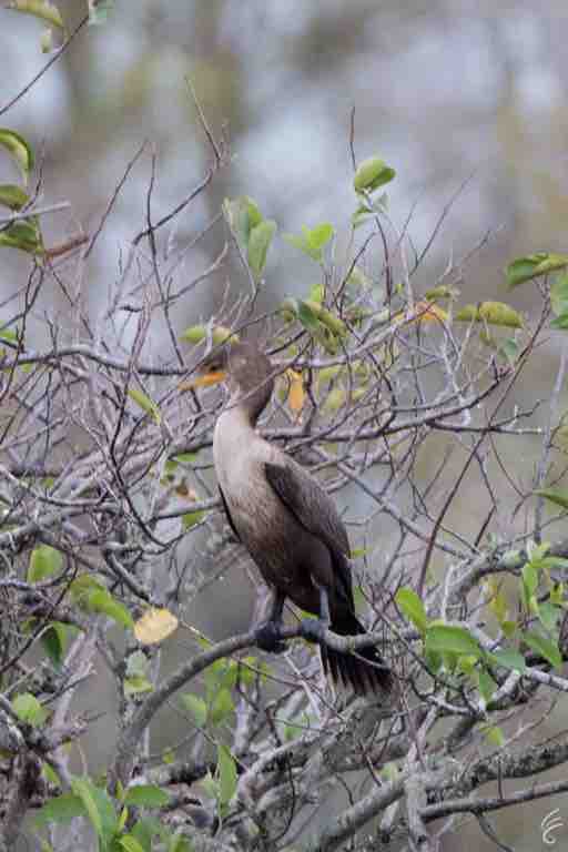 double-creasted-cormorant-young