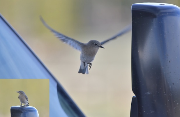 mountain-bluebird-wyoming, looking into the mirrow of an RV